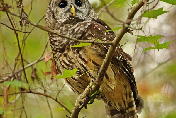 Barred owl seen recently at the KPNC.
