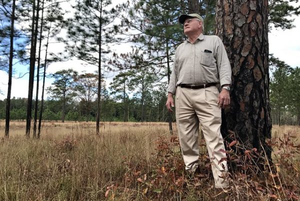 Charley Tarver bought a plantation in southwest Georgia 18 years ago and has turned it into a habitat for the red-cockaded woodpecker. The bird is listed as endangered under the Federal Endangered Species Act. (Photo by Mark Davis, U.S. Fish and Wildlife Service)