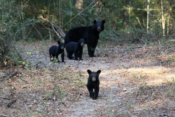 American black bear mother and cubs