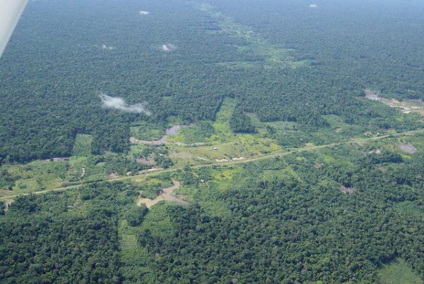 This aerial photograph of Amazon rainforest shows fragmentation and the creation of edges as a result of human activities. The site is near Iquitos, Peru, where Auburn scientist Brian Klingbeil studied bat communities while a graduate student at Texas Tech University. (Photo by Stephen P. Yanoviak)