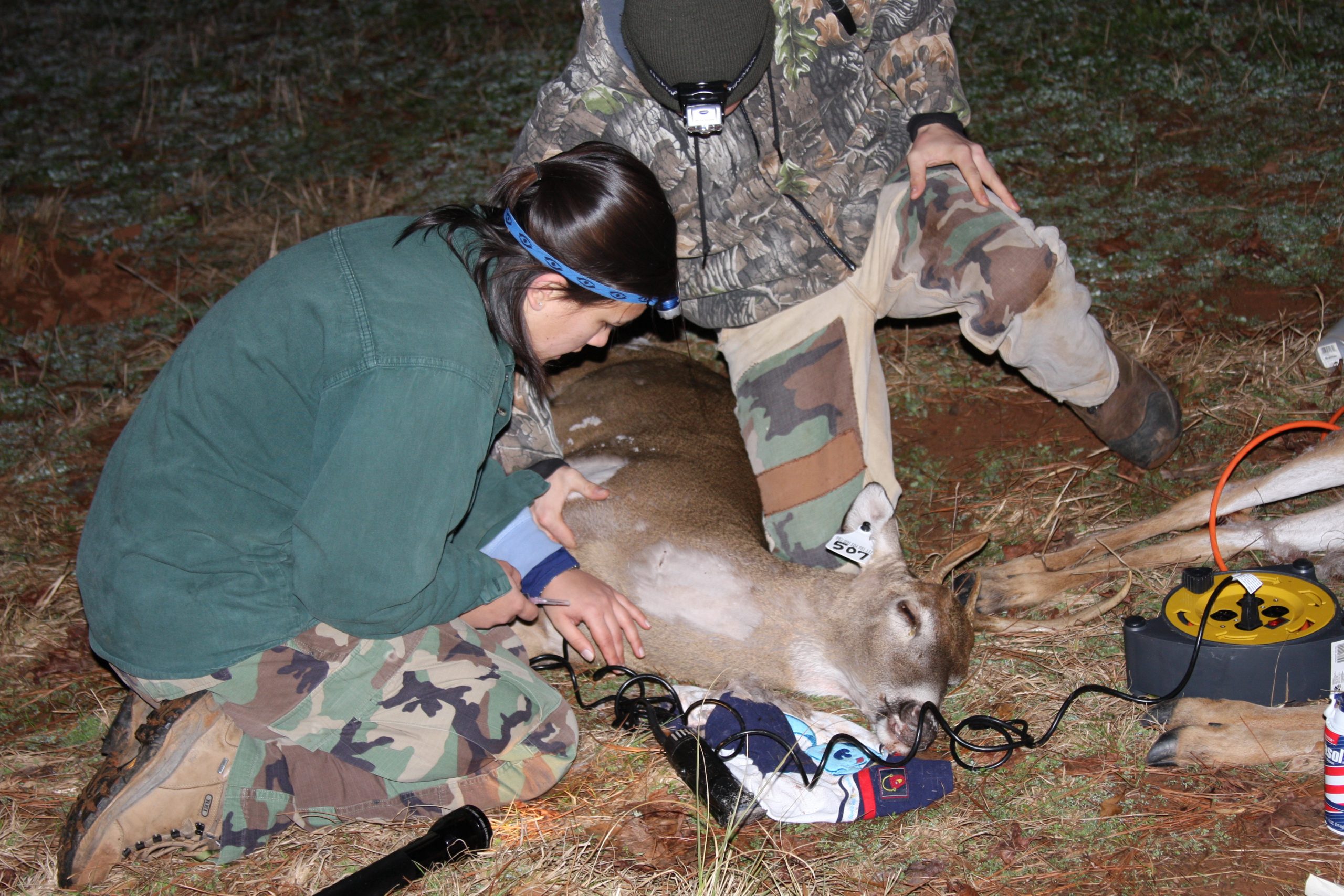 collecting data from white-tailed deer