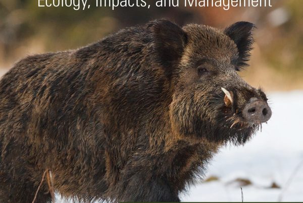Title cover of book Invasive Wild Pigs in North America. The cover features a lone wild boar in snowy landscape.